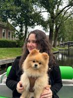 Pomeriaan reu zoekt vriendin | Pomeranian looking for a gf, Reu, 1 tot 2 jaar, Eén hond, Nederland