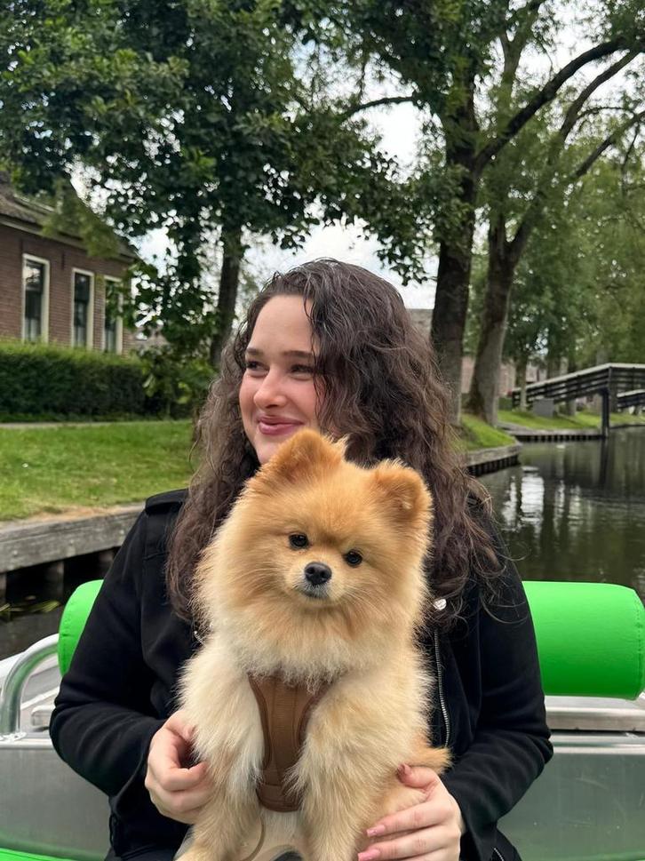 Pomeriaan reu zoekt vriendin | Pomeranian looking for a gf, Dieren en Toebehoren, Honden | Poolhonden, Keeshonden en Oertypen