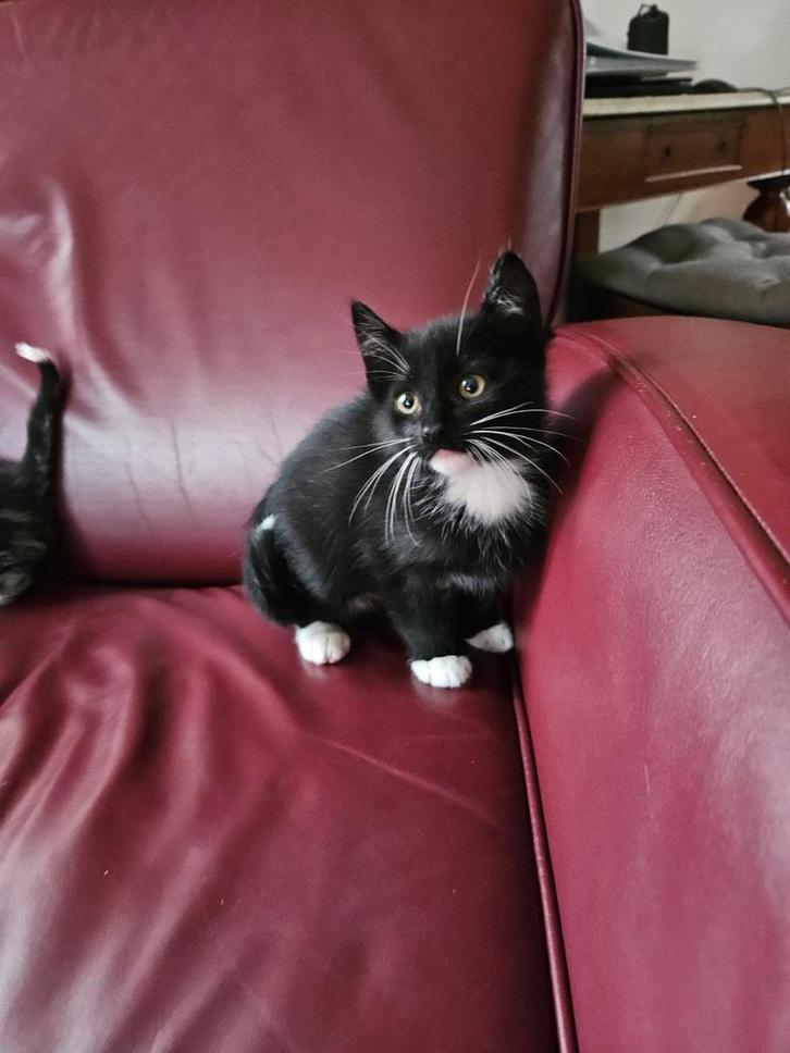 1 lief katertje van Mainecoonpoes, Dieren en Toebehoren, Katten en Kittens | Overige Katten, Kortharig, Meerdere dieren, 0 tot 2 jaar