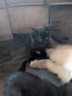 Kittens moeders is een Ragdoll, Dieren en Toebehoren, Meerdere dieren, 0 tot 2 jaar