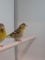 1-1 Europese sijs, Meerdere dieren, Wildzangvogel, Geringd