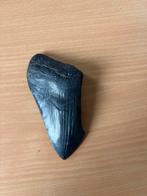 Megalodon Tand - Zeldzaam Fossiel!, Ophalen of Verzenden, Fossiel