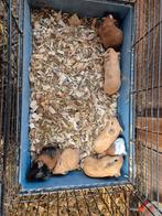 Mooie jonge cavia's, Dieren en Toebehoren, Knaagdieren, Cavia, December, Meerdere dieren, Tam