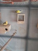 4.    Mooie.   Kanaries., Dieren en Toebehoren, Vogels | Kanaries, Mannelijk, Zangkanarie