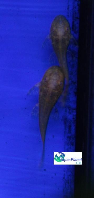 Ancistrus sp. "Gold" "Small" beschikbaar voor biedingen
