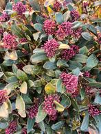 Mooie verse skimmia takjes, ter decoratie., Tuin en Terras, Planten | Tuinplanten, Ophalen of Verzenden, Eenjarig, Overige soorten