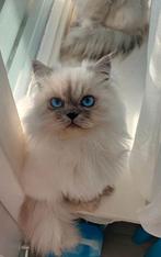 Prachtige lieve kater Britse langhaar mini kitten, Dieren en Toebehoren, Meerdere dieren