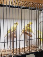 Zuivere waterslagers, Meerdere dieren, Kleurkanarie