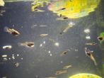 Gratis guppy’s, Dieren en Toebehoren, Vissen | Aquariumvissen, Vis