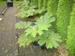 Gunnera's, Vaste plant, Bloeit niet, Halfschaduw, Ophalen