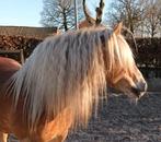 Gezocht: Schutte Legend of equestor movimenta, Dieren en Toebehoren, Paarden en Pony's | Zadels, Ophalen of Verzenden, Dressuur