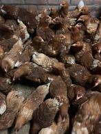 Isa Brown legkippen, Dieren en Toebehoren, Pluimvee, Vrouwelijk, Kip