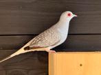 Diamant duifjes (diverse), Dieren en Toebehoren, Vogels | Duiven, Meerdere dieren, Overige soorten