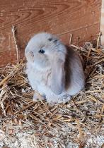 Franse hangoren., Dieren en Toebehoren, Konijnen, Meerdere dieren, Groot