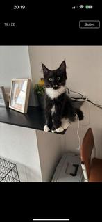 Polydactyl maine coon schoot kitten️, Dieren en Toebehoren, 0 tot 2 jaar