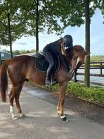 Bijrijd/verzorg paard gezocht, Ophalen