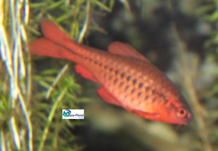 Sherry Barbeel, Dieren en Toebehoren, Vissen | Aquariumvissen, Zoetwatervis, Vis, Schoolvis