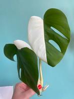 Half Moon Kopstek Monstera Albo Variegata / wit, Ophalen, Overige soorten, Minder dan 100 cm