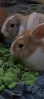 Konijntjes, Dieren en Toebehoren, Konijnen, Meerdere dieren, Klein, Hangoor, 0 tot 2 jaar