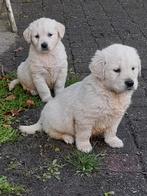 Goldenretriever pups Reutjes, Meerdere, Golden retriever, 8 tot 15 weken, Meerdere dieren