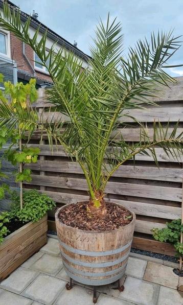 Phoenix Canariensis beschikbaar voor biedingen