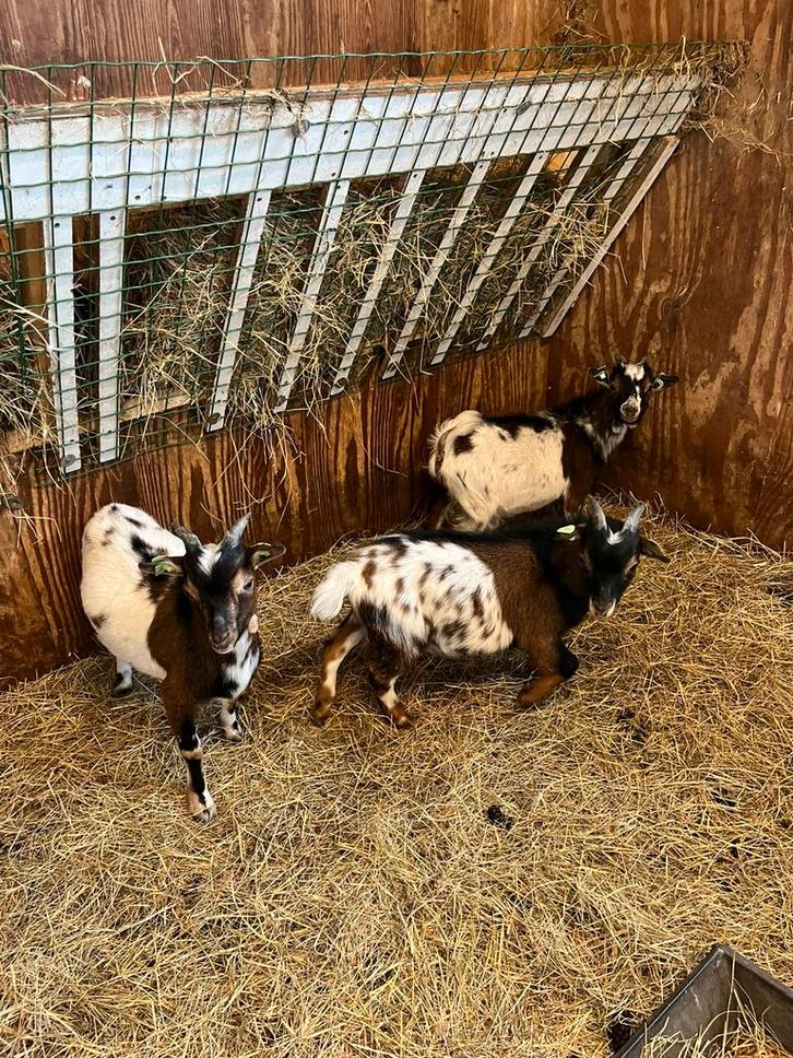 3 mooie dwergbokjes te koop, Dieren en Toebehoren, Schapen, Geiten en Varkens, Geit, Mannelijk, 0 tot 2 jaar