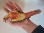 Baby pyrrhura's super tam thuis opgegroeid, Dieren en Toebehoren, Vogels | Parkieten en Papegaaien, Meerdere dieren, Papegaai