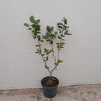 Appelbes te koop | Aronia prunifolia 'Viking', Ophalen of Verzenden, Zomer, Volle zon