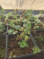 Marokkaanse Munt, Ophalen, Vaste plant, Kruiden, Volle zon