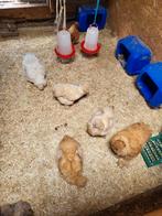 Broedeieren zijdehoender, Dieren en Toebehoren, Pluimvee, Geslacht onbekend, Kip