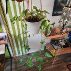 Epipremnum drakenstaartplant, Ophalen, Overige soorten, Halfschaduw, In pot