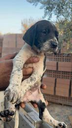 Pup 2, Dieren en Toebehoren, Particulier, Rabiës (hondsdolheid), 15 weken tot 1 jaar, Buitenland