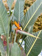 Strelitzia Reginae 1,6m - Paradijsvogelbloem, Huis en Inrichting, Ophalen, Overige soorten, Halfschaduw, In pot