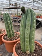 Cactus Tricocereus Pachanoi (San Pedro) 23 cm pot. 40-45 cm, Huis en Inrichting, Kamerplanten, Cactus, Minder dan 100 cm, Ophalen of Verzenden