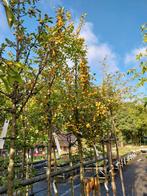 Gele Sierappelboom - Prachtige aanwinst voor uw tuin!, Overige soorten, Lente, 100 tot 250 cm, Ophalen