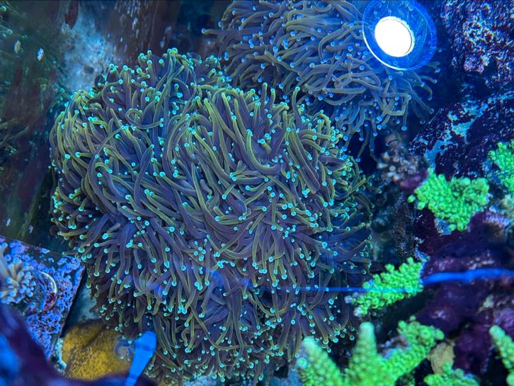 Dragon Soul Torch stekken zeeaquarium, Dieren en Toebehoren, Vissen | Aquariumvissen, Overige typen