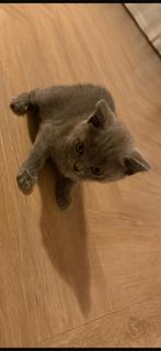Britse Korthaar | Blue | Poes | 9.5 wkn | Donkergrijs, Dieren en Toebehoren, Poes, Ontwormd, 0 tot 2 jaar