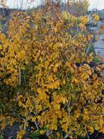 Parrotia persica en vanessa, Tuin en Terras, Planten | Bomen, Ophalen, Volle zon, Overige soorten, 100 tot 250 cm