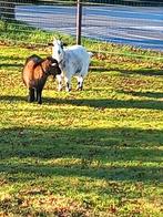 2 dwerggeiten oma en kleindochter, alleen UBN, Dieren en Toebehoren, Schapen, Geiten en Varkens, Meerdere dieren, Geit