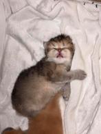 Brits langharige kittens, Dieren en Toebehoren, Katten en Kittens | Raskatten | Korthaar, Meerdere dieren, Ontwormd