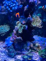 Complete zeeaquarium, Dieren en Toebehoren, Vissen | Aquariumvissen, Overige typen
