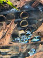 L46 l046 hypancistrus zebra kweekgroep, Dieren en Toebehoren, Vissen | Aquariumvissen, Vis