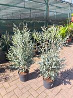 Prachtige Eucalyptus Gunnii – 120 cm hoog – perfect op kleur, Ophalen
