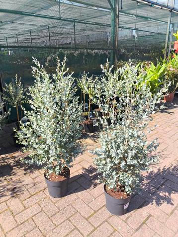 Prachtige Eucalyptus Gunnii – 120 cm hoog – perfect op kleur beschikbaar voor biedingen