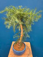 Araucaria Chinensis Bonsai p18 (4)