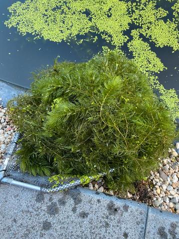 Aanbieding: zuurstofplanten per emmer €7,50 3 voor €20 beschikbaar voor biedingen