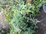 Gratis munt planten, Tuin en Terras, Planten | Tuinplanten, Ophalen, Zomer, Kruiden, Volle zon