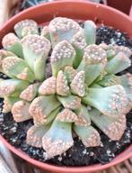 Wrattenplantje - Albuca namaquensis, Overige soorten, Volle zon, Vaste plant, Ophalen of Verzenden