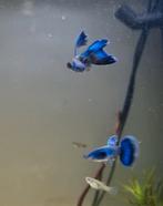 Raszuivere blue moscow guppen koppel 10€/ man 7€, Dieren en Toebehoren, Vis