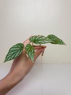 Begonia pink spot, kamerplantje, populaire kamerplant, Overige soorten, In pot, Minder dan 100 cm, Bloeiende kamerplant